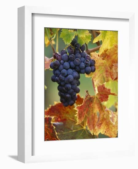 Grapes on a Vine-Merrill Images-Framed Photographic Print