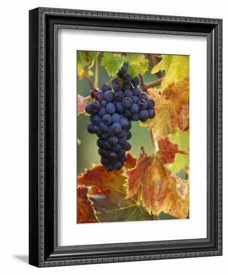 Grapes on a Vine-Merrill Images-Framed Photographic Print