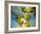 Grapes on California's Central Coast-Ian Shive-Framed Photographic Print