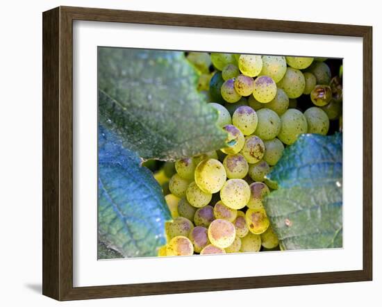 Grapes on California's Central Coast-Ian Shive-Framed Photographic Print