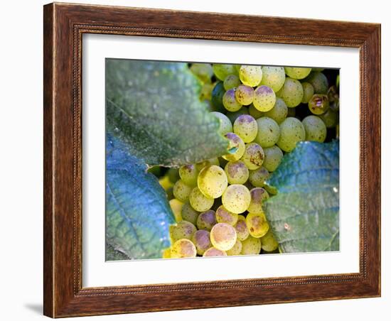 Grapes on California's Central Coast-Ian Shive-Framed Photographic Print