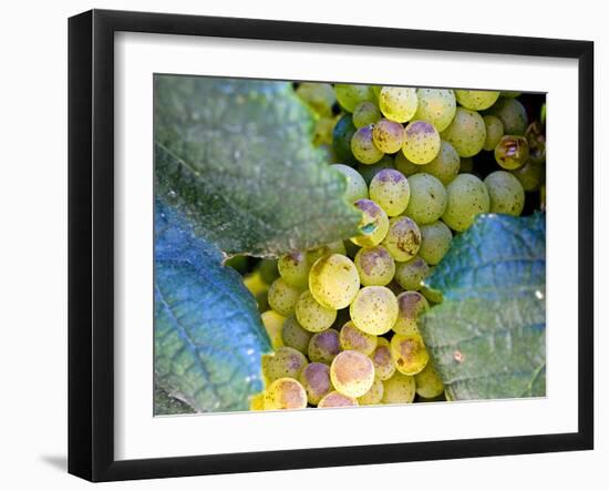 Grapes on California's Central Coast-Ian Shive-Framed Photographic Print