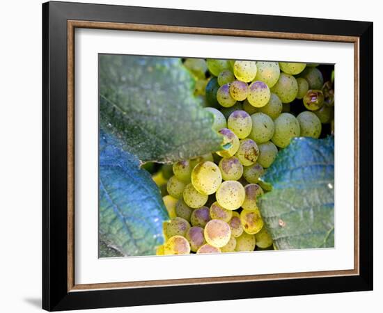 Grapes on California's Central Coast-Ian Shive-Framed Photographic Print