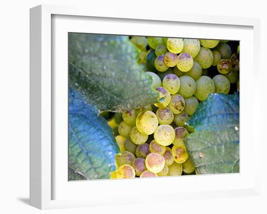 Grapes on California's Central Coast-Ian Shive-Framed Photographic Print