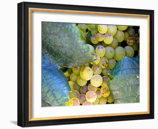 Grapes on California's Central Coast-Ian Shive-Framed Photographic Print