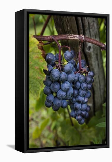 Grapes on the Vine at Winery Near Ludington, Michigan, Usa-Chuck Haney-Framed Premier Image Canvas