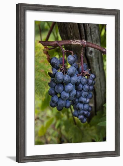 Grapes on the Vine at Winery Near Ludington, Michigan, Usa-Chuck Haney-Framed Photographic Print