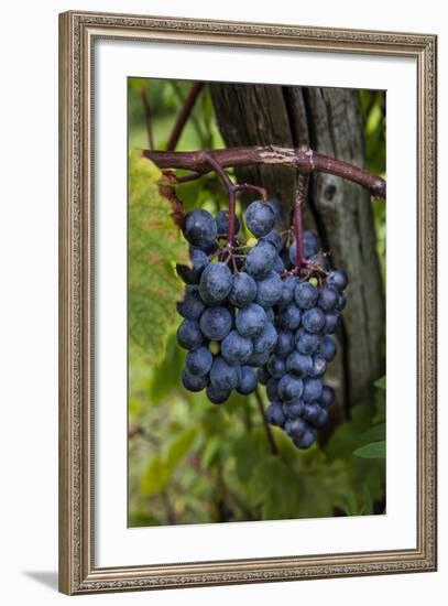 Grapes on the Vine at Winery Near Ludington, Michigan, Usa-Chuck Haney-Framed Photographic Print