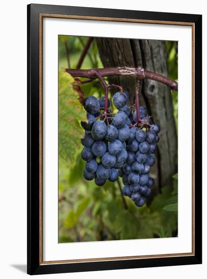 Grapes on the Vine at Winery Near Ludington, Michigan, Usa-Chuck Haney-Framed Photographic Print