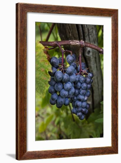 Grapes on the Vine at Winery Near Ludington, Michigan, Usa-Chuck Haney-Framed Photographic Print