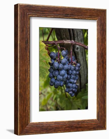 Grapes on the Vine at Winery Near Ludington, Michigan, Usa-Chuck Haney-Framed Photographic Print