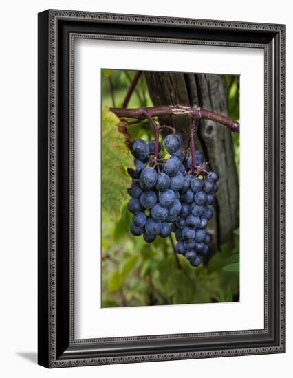 Grapes on the Vine at Winery Near Ludington, Michigan, Usa-Chuck Haney-Framed Photographic Print