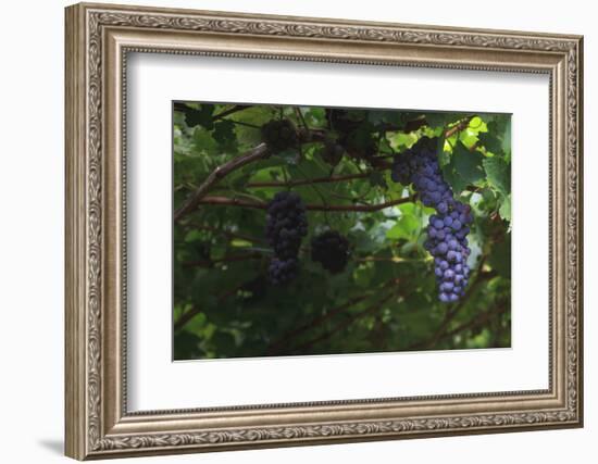 Grapes on the Vine Just before the Harvest-Petra Daisenberger-Framed Photographic Print