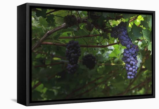 Grapes on the Vine Just before the Harvest-Petra Daisenberger-Framed Premier Image Canvas