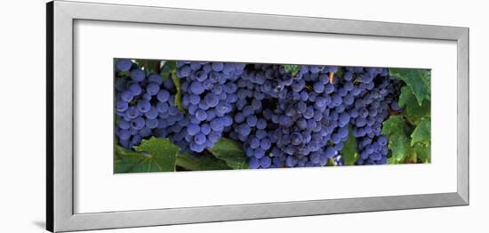 Grapes on the Vine, Napa, California, USA-null-Framed Photographic Print