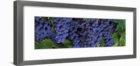 Grapes on the Vine, Napa, California, USA-null-Framed Photographic Print