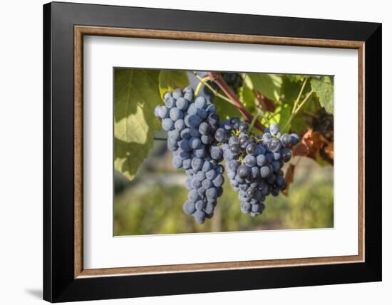 Grapes on vine, Alto Douro Wine Valley, UNESCO World Heritage Site, Portugal, Europe-Richard Maschmeyer-Framed Photographic Print