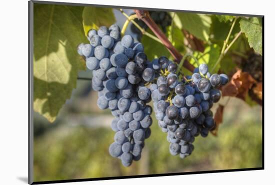 Grapes on vine, Alto Douro Wine Valley, UNESCO World Heritage Site, Portugal, Europe-Richard Maschmeyer-Mounted Photographic Print