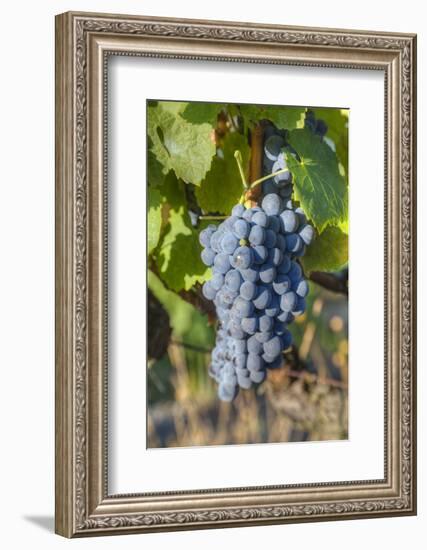 Grapes on vine, Alto Douro Wine Valley, UNESCO World Heritage Site, Portugal, Europe-Richard Maschmeyer-Framed Photographic Print