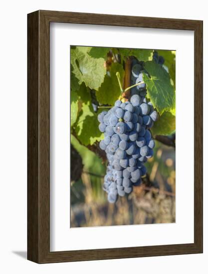 Grapes on vine, Alto Douro Wine Valley, UNESCO World Heritage Site, Portugal, Europe-Richard Maschmeyer-Framed Photographic Print