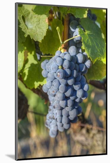 Grapes on vine, Alto Douro Wine Valley, UNESCO World Heritage Site, Portugal, Europe-Richard Maschmeyer-Mounted Photographic Print