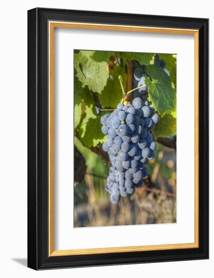 Grapes on vine, Alto Douro Wine Valley, UNESCO World Heritage Site, Portugal, Europe-Richard Maschmeyer-Framed Photographic Print