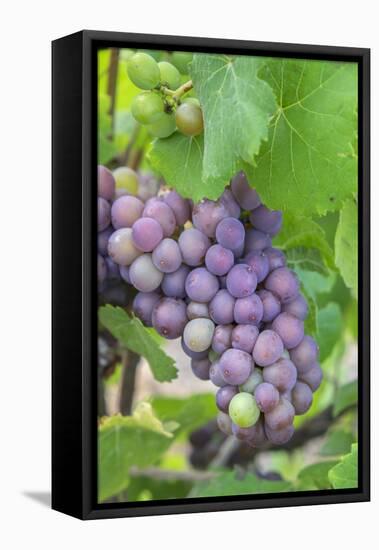 Grapes On Vine, Anyela'S Vineyard, Skaneateles, New York, Usa-Lisa S. Engelbrecht-Framed Premier Image Canvas