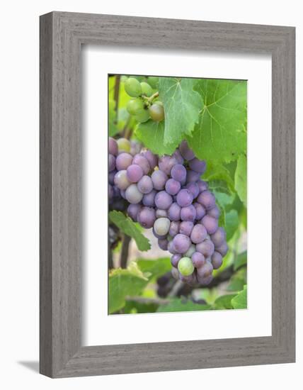 Grapes On Vine, Anyela'S Vineyard, Skaneateles, New York, Usa-Lisa S. Engelbrecht-Framed Photographic Print