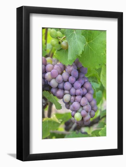 Grapes On Vine, Anyela'S Vineyard, Skaneateles, New York, Usa-Lisa S. Engelbrecht-Framed Photographic Print