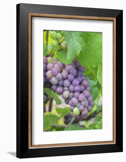 Grapes On Vine, Anyela'S Vineyard, Skaneateles, New York, Usa-Lisa S. Engelbrecht-Framed Photographic Print