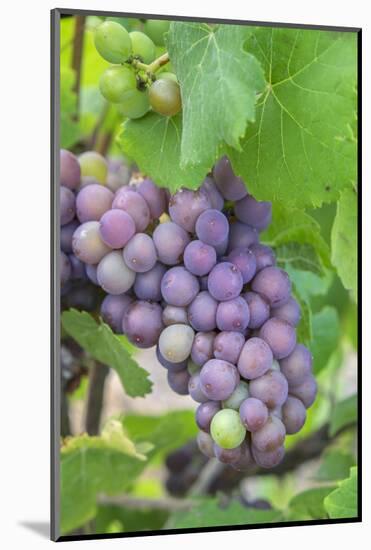 Grapes On Vine, Anyela'S Vineyard, Skaneateles, New York, Usa-Lisa S. Engelbrecht-Mounted Photographic Print