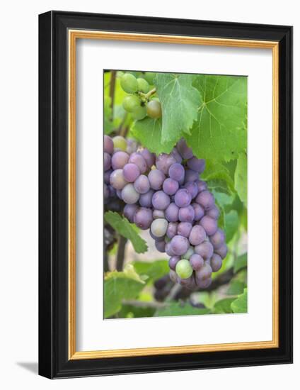 Grapes On Vine, Anyela'S Vineyard, Skaneateles, New York, Usa-Lisa S. Engelbrecht-Framed Photographic Print
