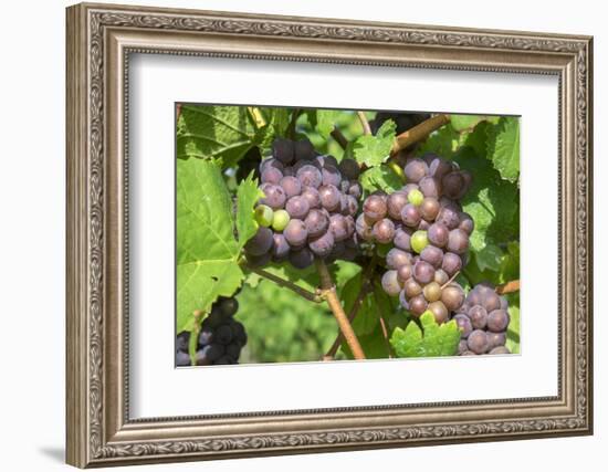 Grapes on vine, Anyela's Vineyard, Skaneateles, New York, USA-Lisa S. Engelbrecht-Framed Photographic Print