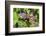 Grapes on vine, Anyela's Vineyard, Skaneateles, New York, USA-Lisa S. Engelbrecht-Framed Photographic Print