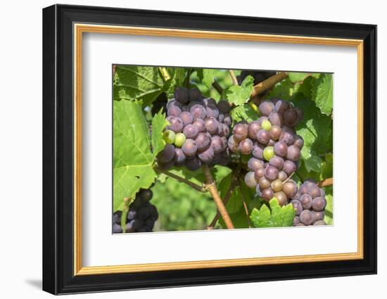 Grapes on vine, Anyela's Vineyard, Skaneateles, New York, USA-Lisa S. Engelbrecht-Framed Photographic Print