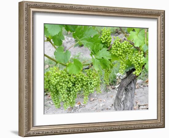 Grapes on Vine in a Vineyard, Bordeaux, France-Nadia Isakova-Framed Photographic Print