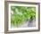 Grapes on Vine in a Vineyard, Bordeaux, France-Nadia Isakova-Framed Photographic Print