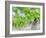 Grapes on Vine in a Vineyard, Bordeaux, France-Nadia Isakova-Framed Photographic Print