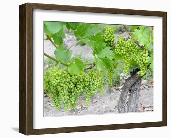 Grapes on Vine in a Vineyard, Bordeaux, France-Nadia Isakova-Framed Photographic Print