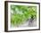 Grapes on Vine in a Vineyard, Bordeaux, France-Nadia Isakova-Framed Photographic Print