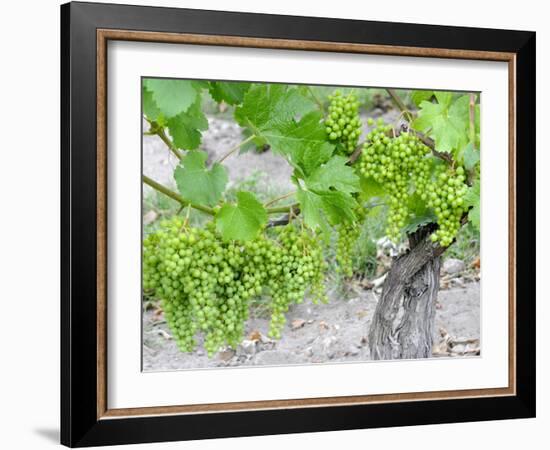 Grapes on Vine in a Vineyard, Bordeaux, France-Nadia Isakova-Framed Photographic Print