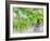 Grapes on Vine in a Vineyard, Bordeaux, France-Nadia Isakova-Framed Photographic Print