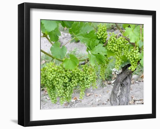 Grapes on Vine in a Vineyard, Bordeaux, France-Nadia Isakova-Framed Photographic Print