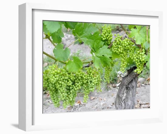 Grapes on Vine in a Vineyard, Bordeaux, France-Nadia Isakova-Framed Photographic Print