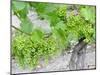 Grapes on Vine in a Vineyard, Bordeaux, France-Nadia Isakova-Mounted Photographic Print