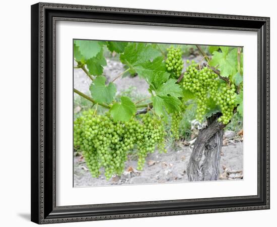 Grapes on Vine in a Vineyard, Bordeaux, France-Nadia Isakova-Framed Photographic Print