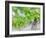 Grapes on Vine in a Vineyard, Bordeaux, France-Nadia Isakova-Framed Photographic Print