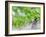 Grapes on Vine in a Vineyard, Bordeaux, France-Nadia Isakova-Framed Photographic Print