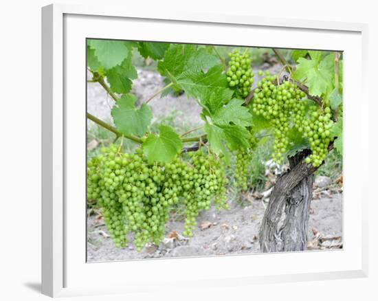 Grapes on Vine in a Vineyard, Bordeaux, France-Nadia Isakova-Framed Photographic Print