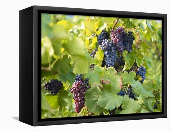 Grapes on Vines, Languedoc Roussillon, France, Europe-null-Framed Premier Image Canvas